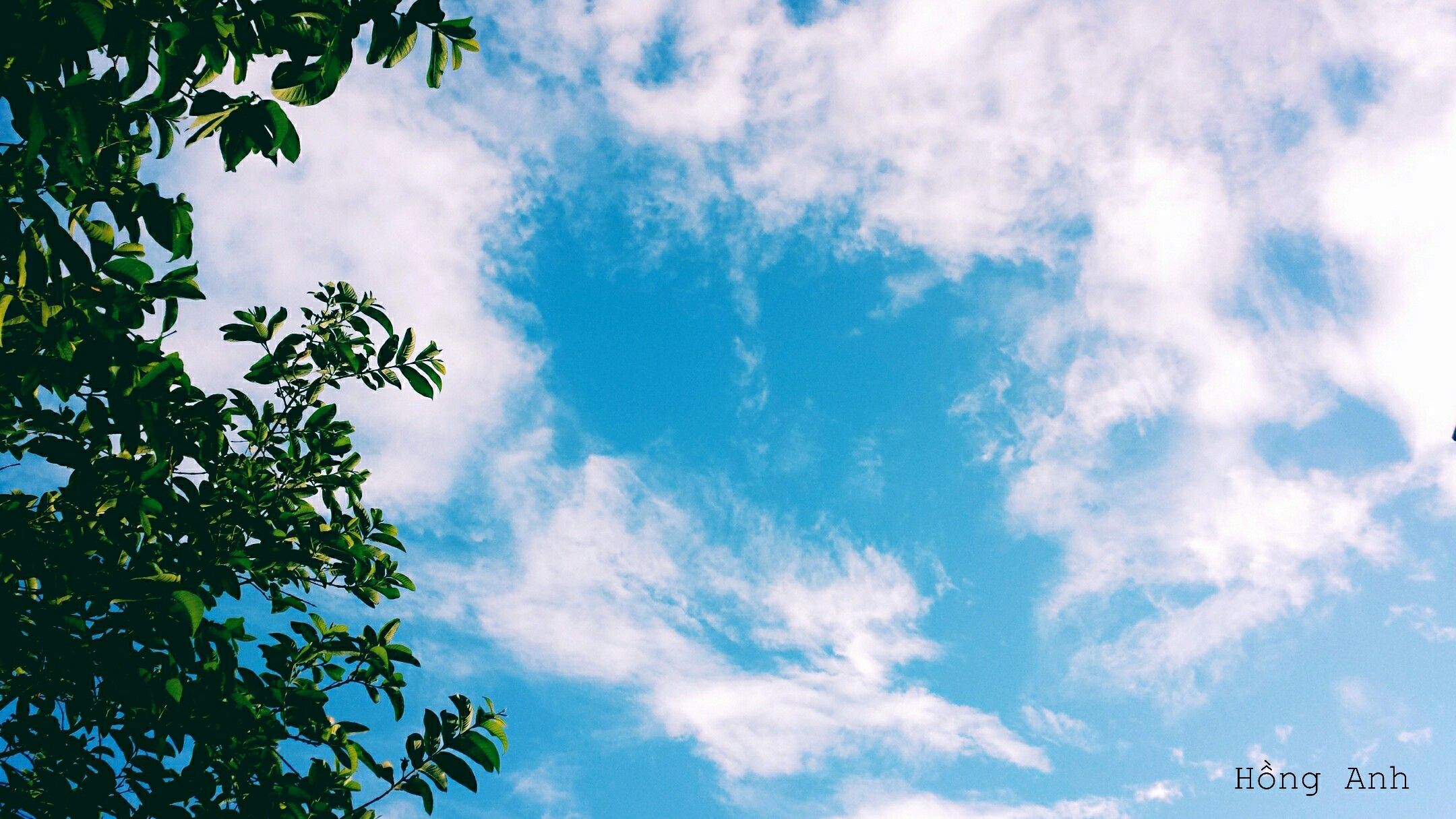 Ảnh bầu trời xanh rất đẹp với tán cây