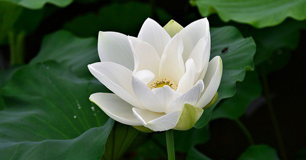 Hoa sen trắng có ý nghĩa gì? Cách cắm hoa sen trắng đẹp, tươi lâu