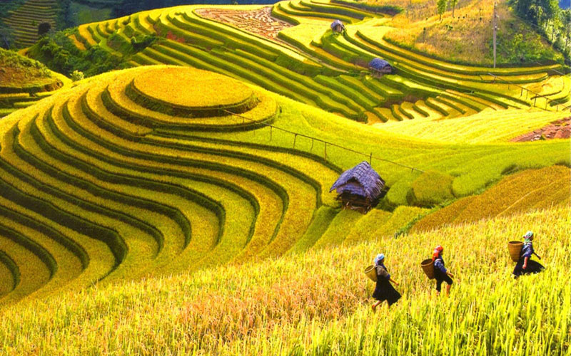 Kinh nghiệm du lịch Hà Giang tháng 9 ngắm mùa vàng rực rỡ | Du Lịch Á Châu